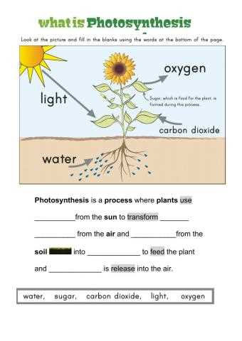 photosynthesis worksheet for kids