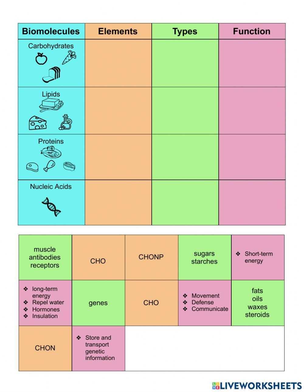 biologically important molecules worksheet