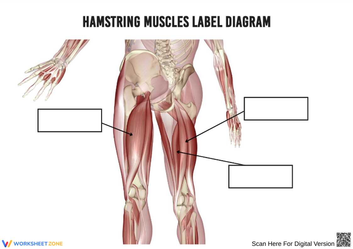 printable muscle labeling worksheet