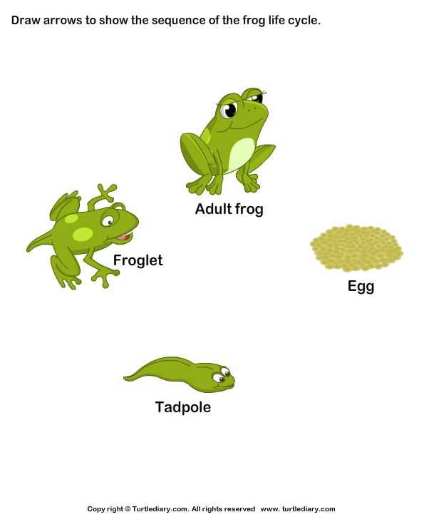 life cycle of frog worksheet