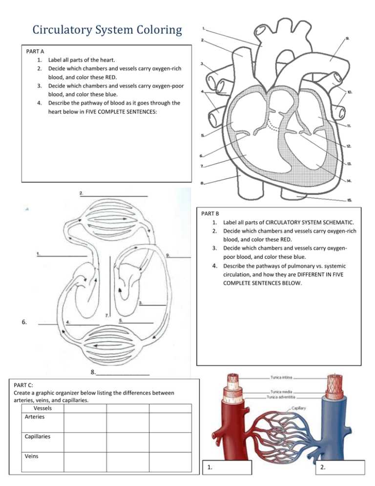 blood circulatory system worksheet