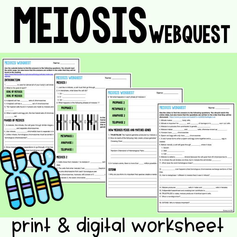 phases of meiosis worksheet