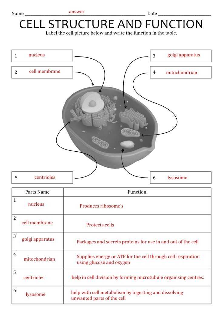 cell structure function worksheet