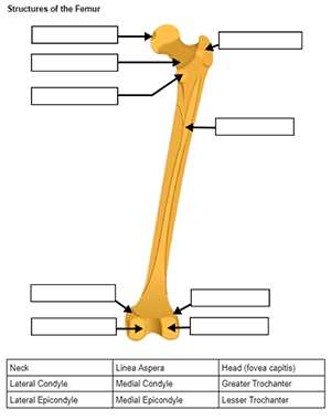 label a skeleton worksheet