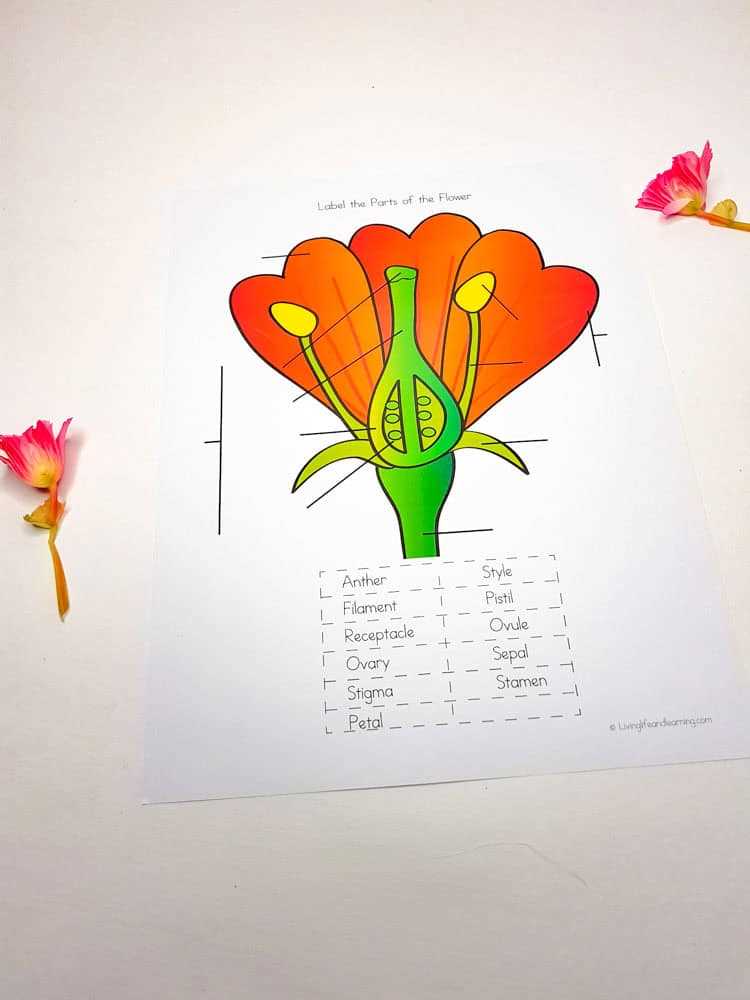 parts of the flower worksheet
