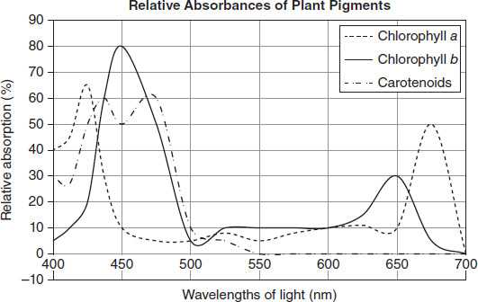 the absorption of light by photosynthetic pigments worksheet