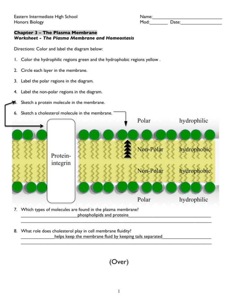the plasma membrane worksheet