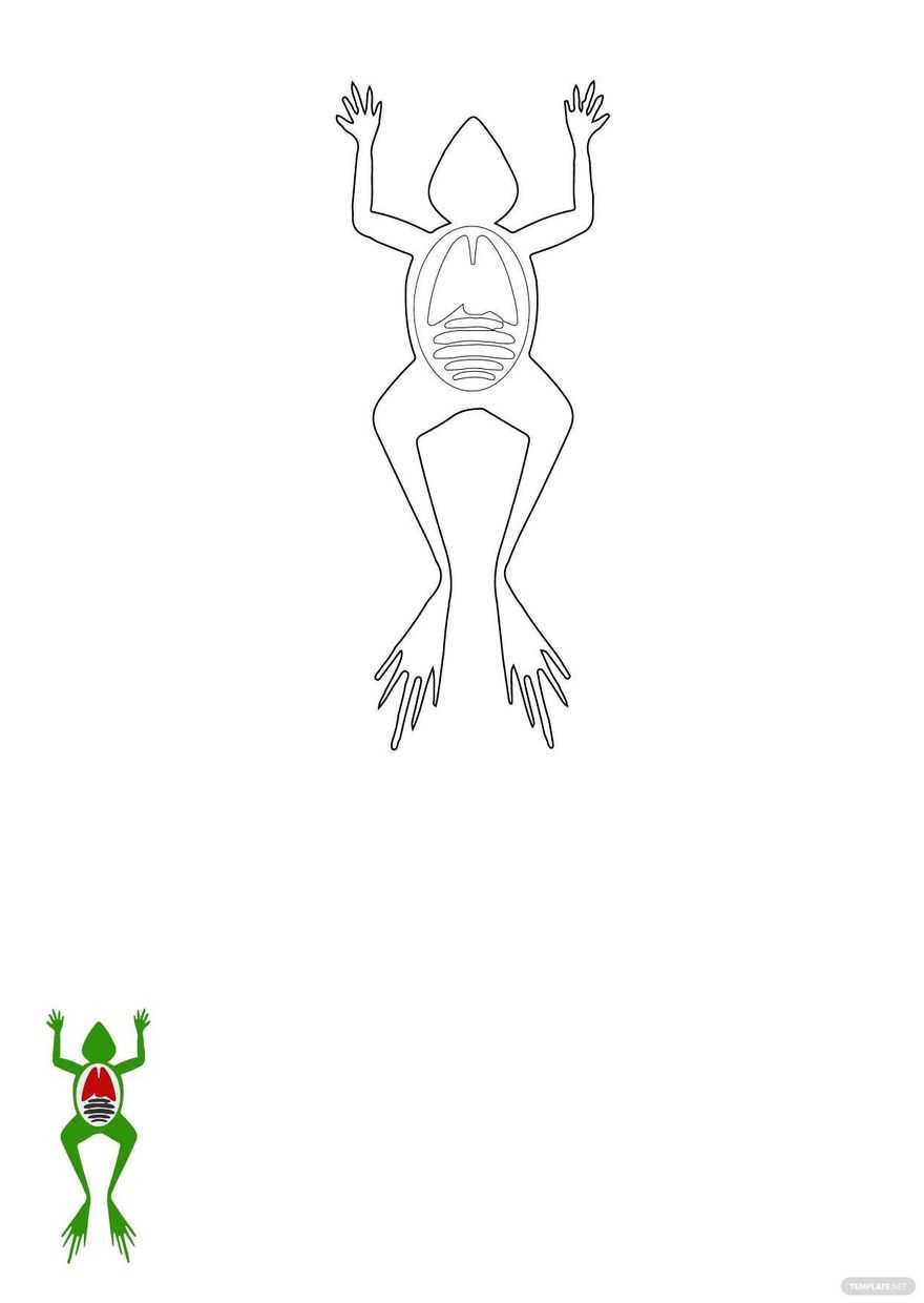 frog anatomy coloring worksheet