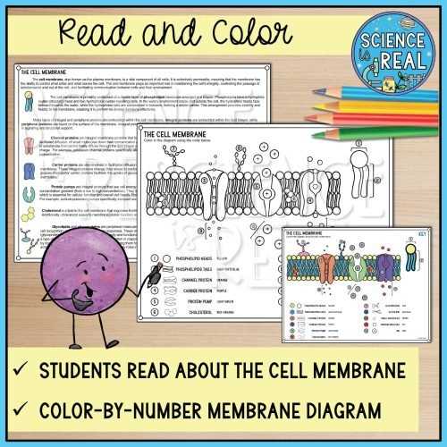 biology cell membrane worksheet