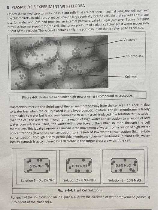 elodea lab worksheet