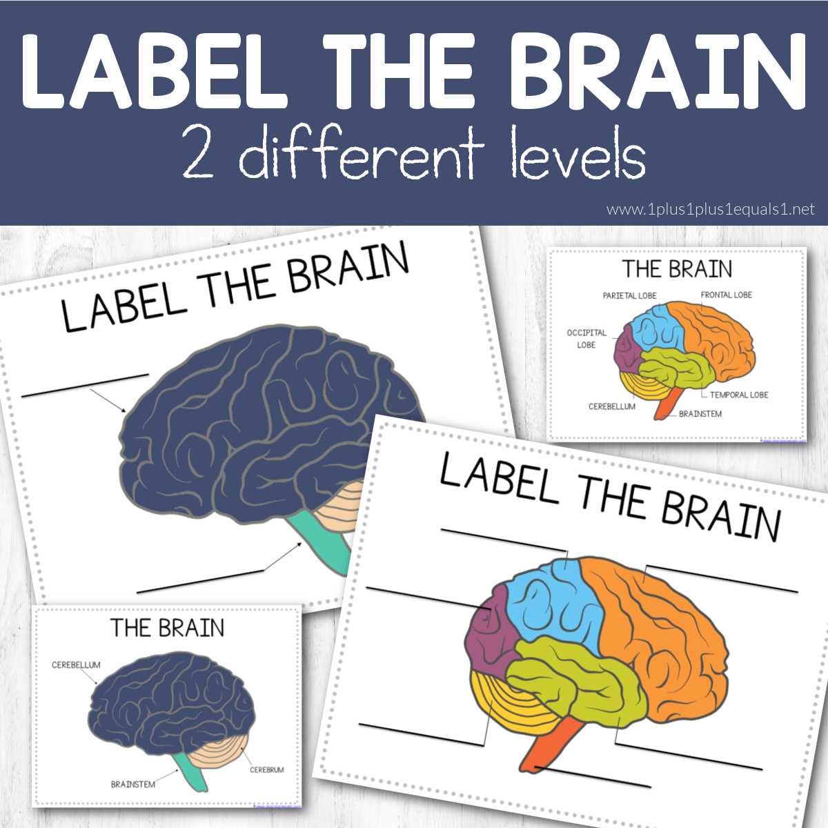 label parts of the brain worksheet