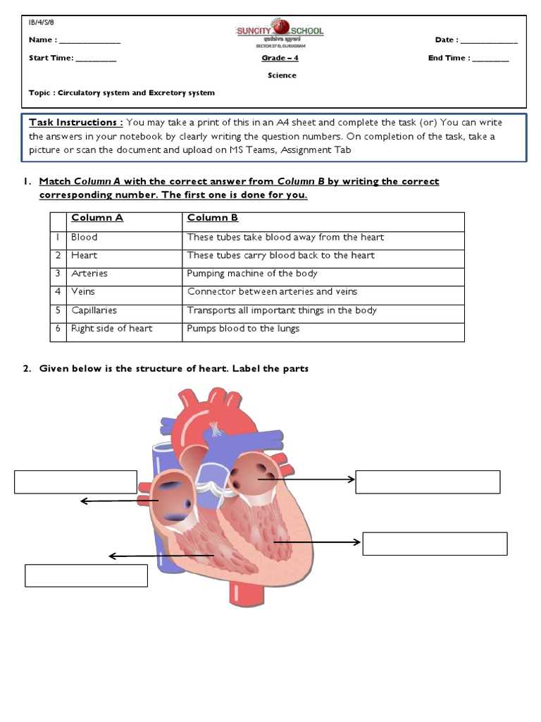 circulatory system label worksheet