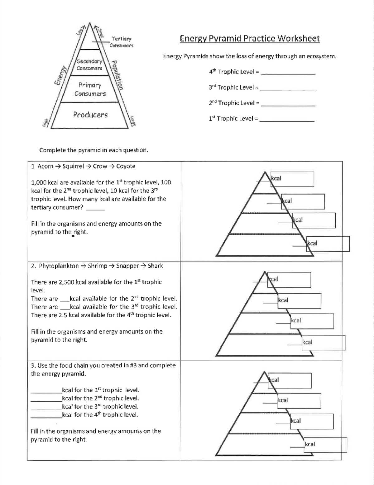 energy pyramids worksheet