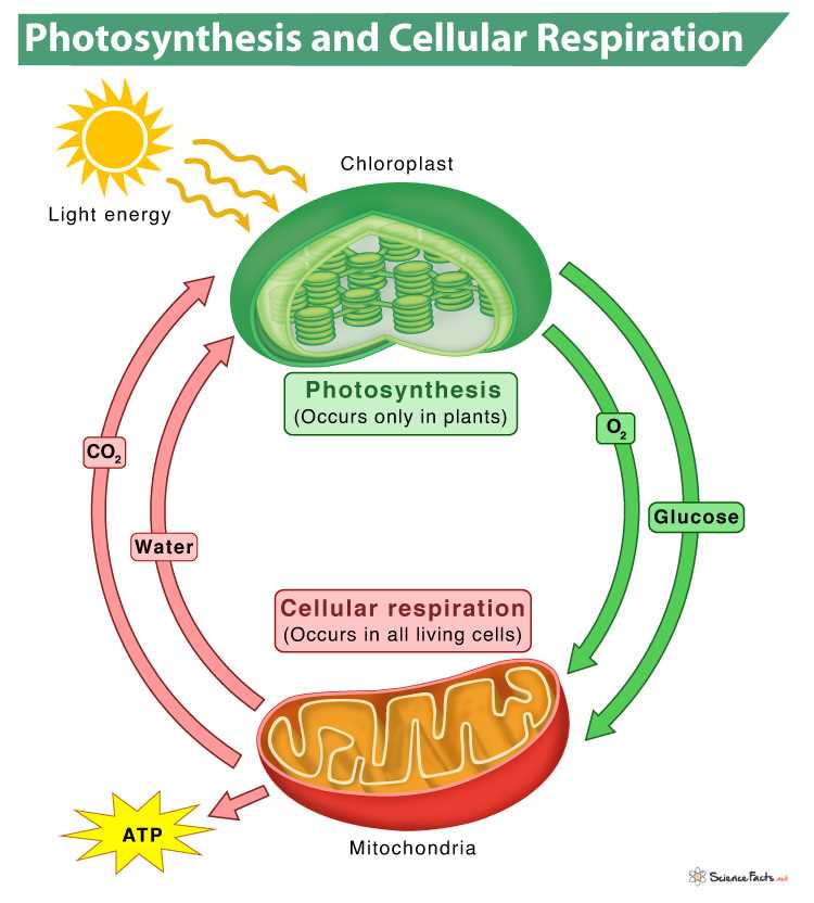 energy photosynthesis and cellular respiration worksheet