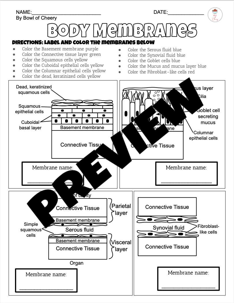 epithelial tissue coloring worksheet