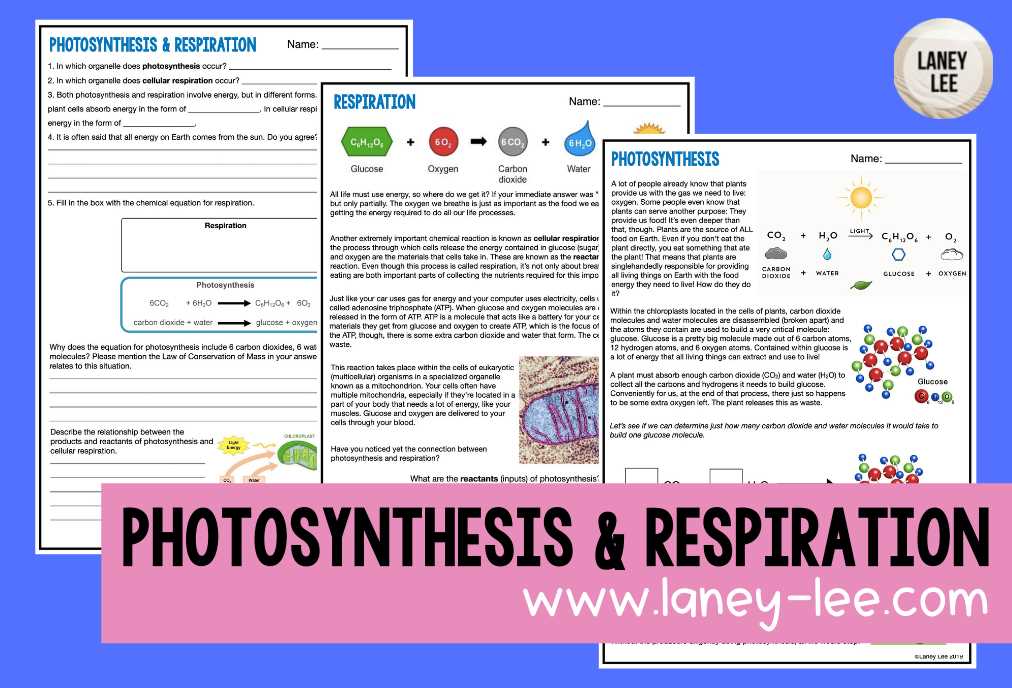 cellular respiration amoeba sisters worksheet