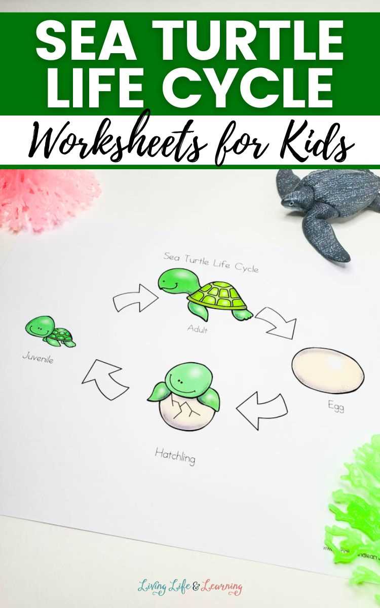 animal life cycle worksheets