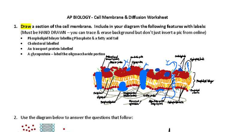 ap biology cell transport worksheet