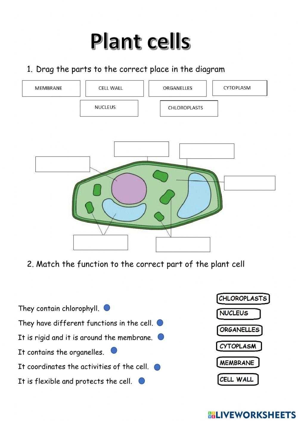 the plant cell worksheet
