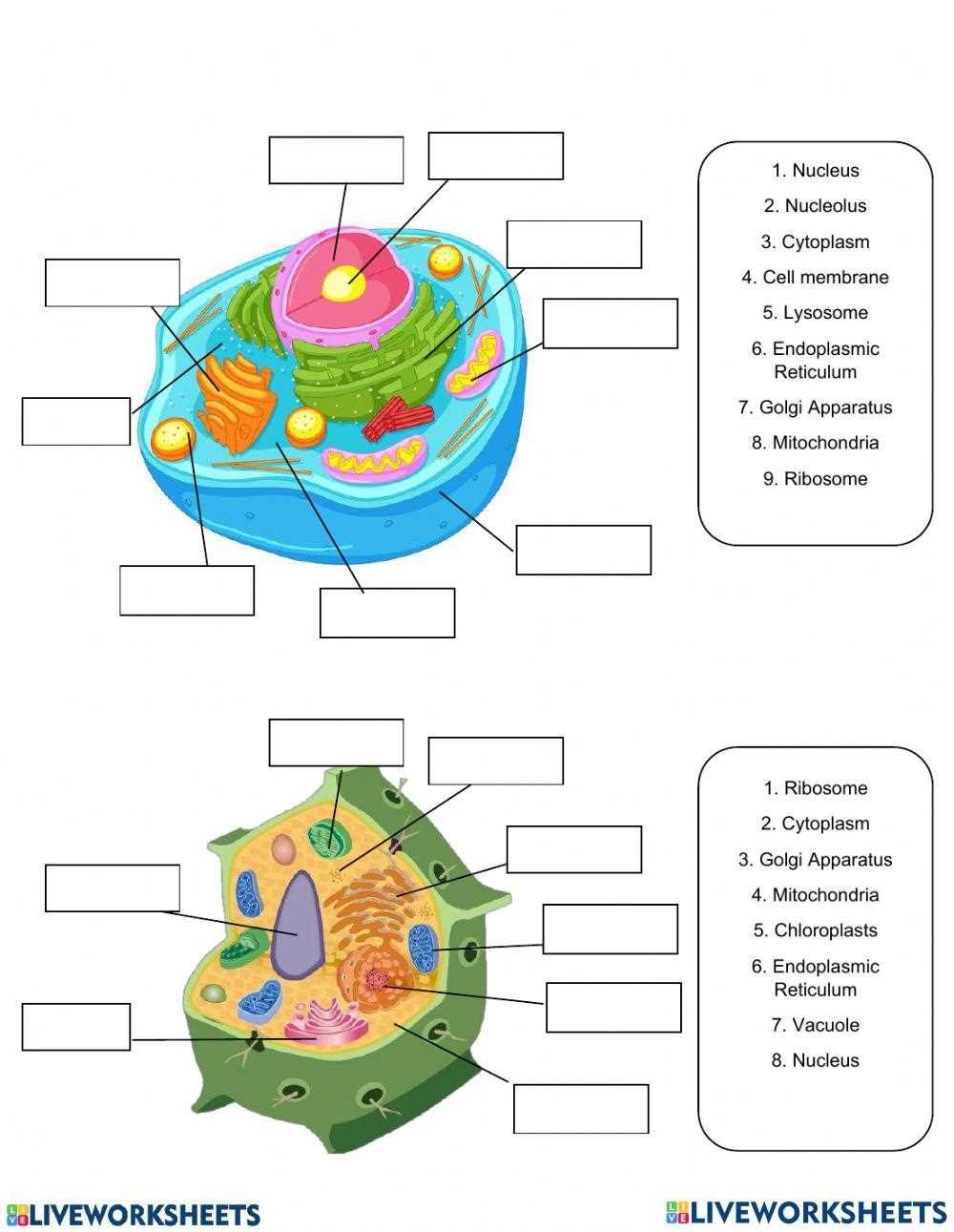 label plant cell and animal cell worksheet
