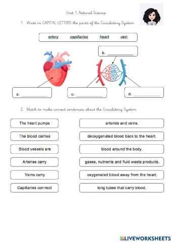 circulatory system review worksheet