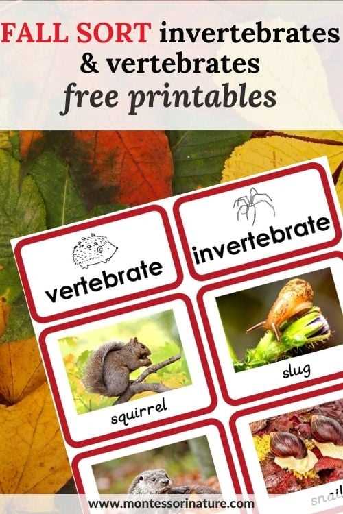 vertebrate and invertebrate animals worksheet