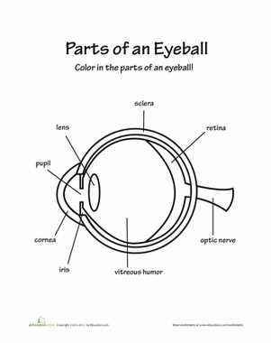 anatomy of the eye coloring worksheet