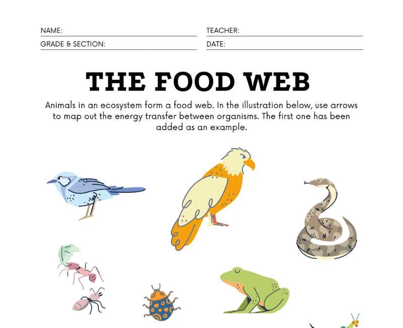food chain and food web worksheet