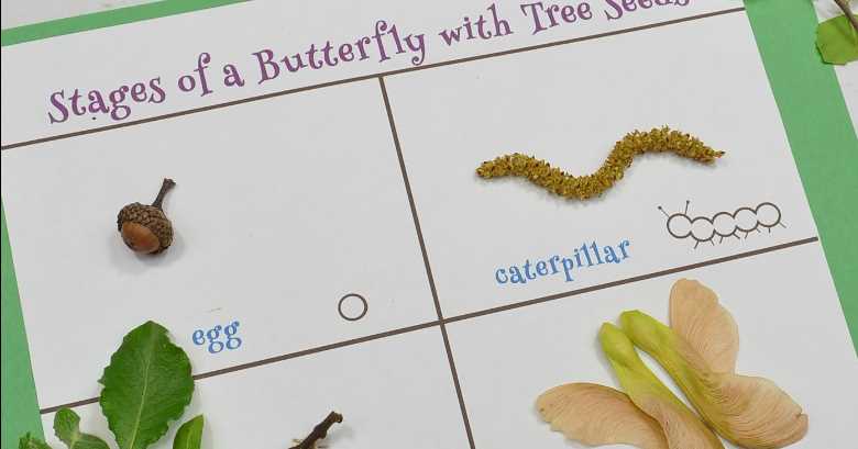 life cycle caterpillar worksheet