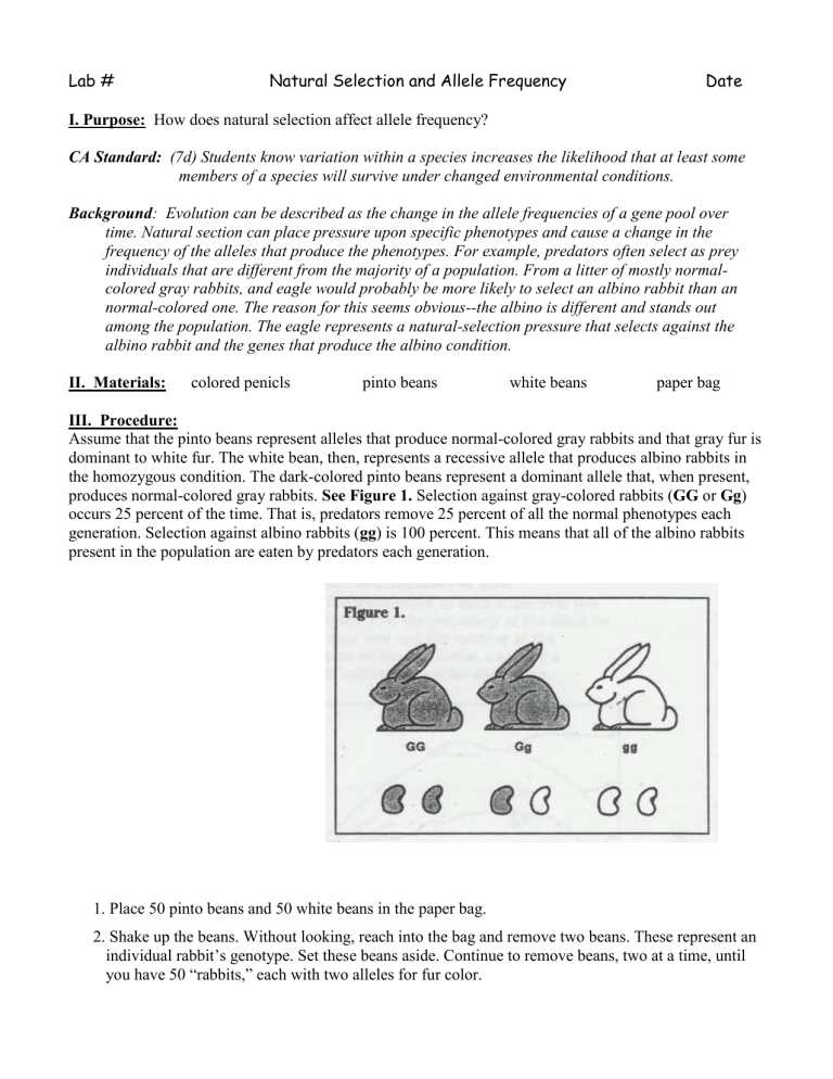 allele frequency worksheet