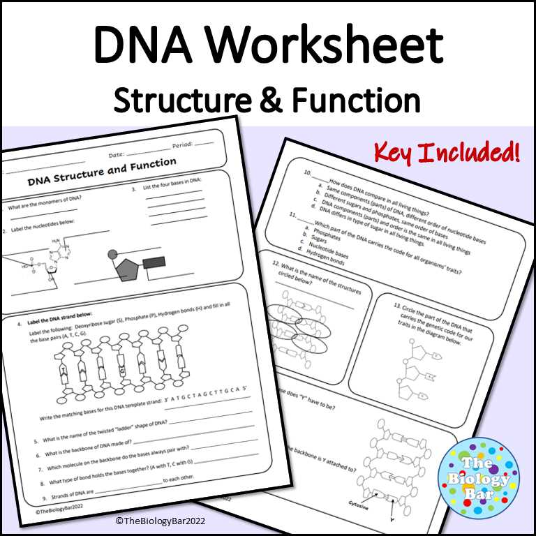 dna molecule diagram worksheet