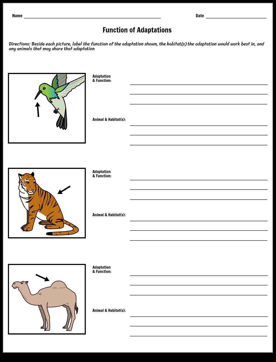 adaptation and survival worksheets adaptation and survival worksheets