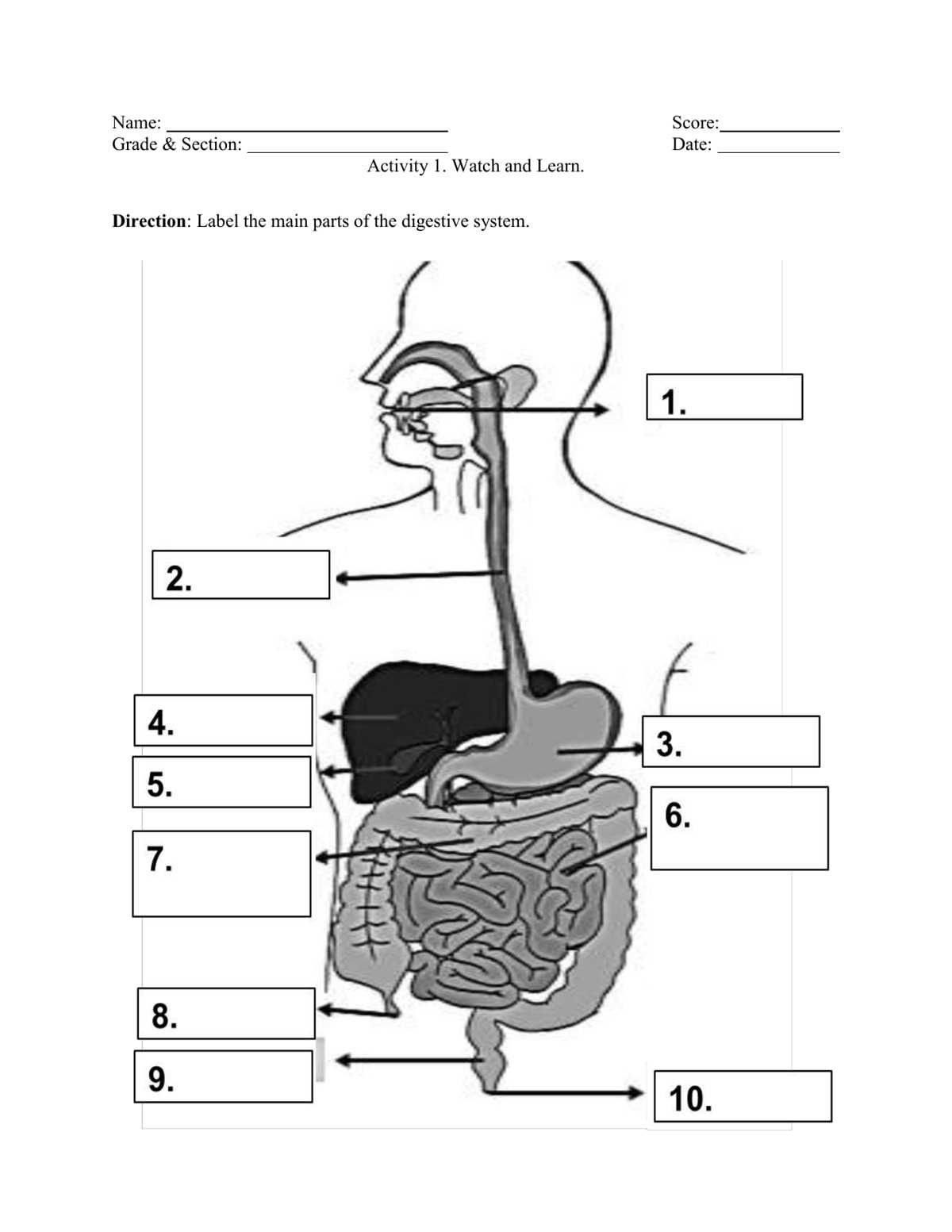 digestive system labeling worksheet