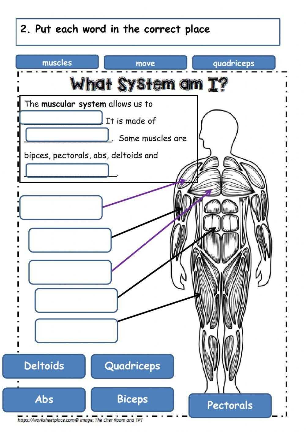 worksheet for muscular system