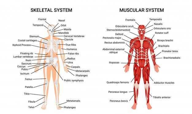 worksheet for muscular system