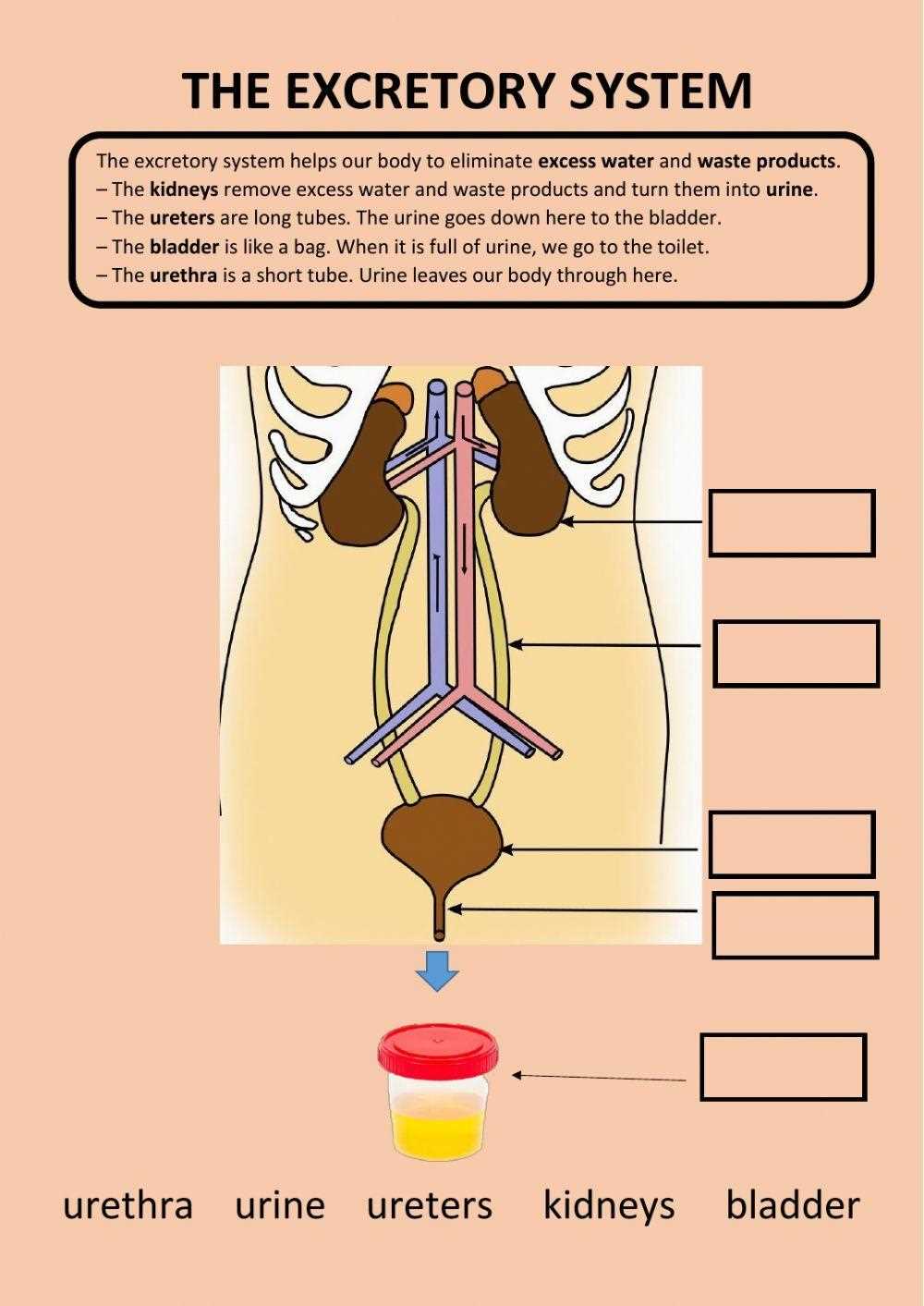 worksheet on excretory system