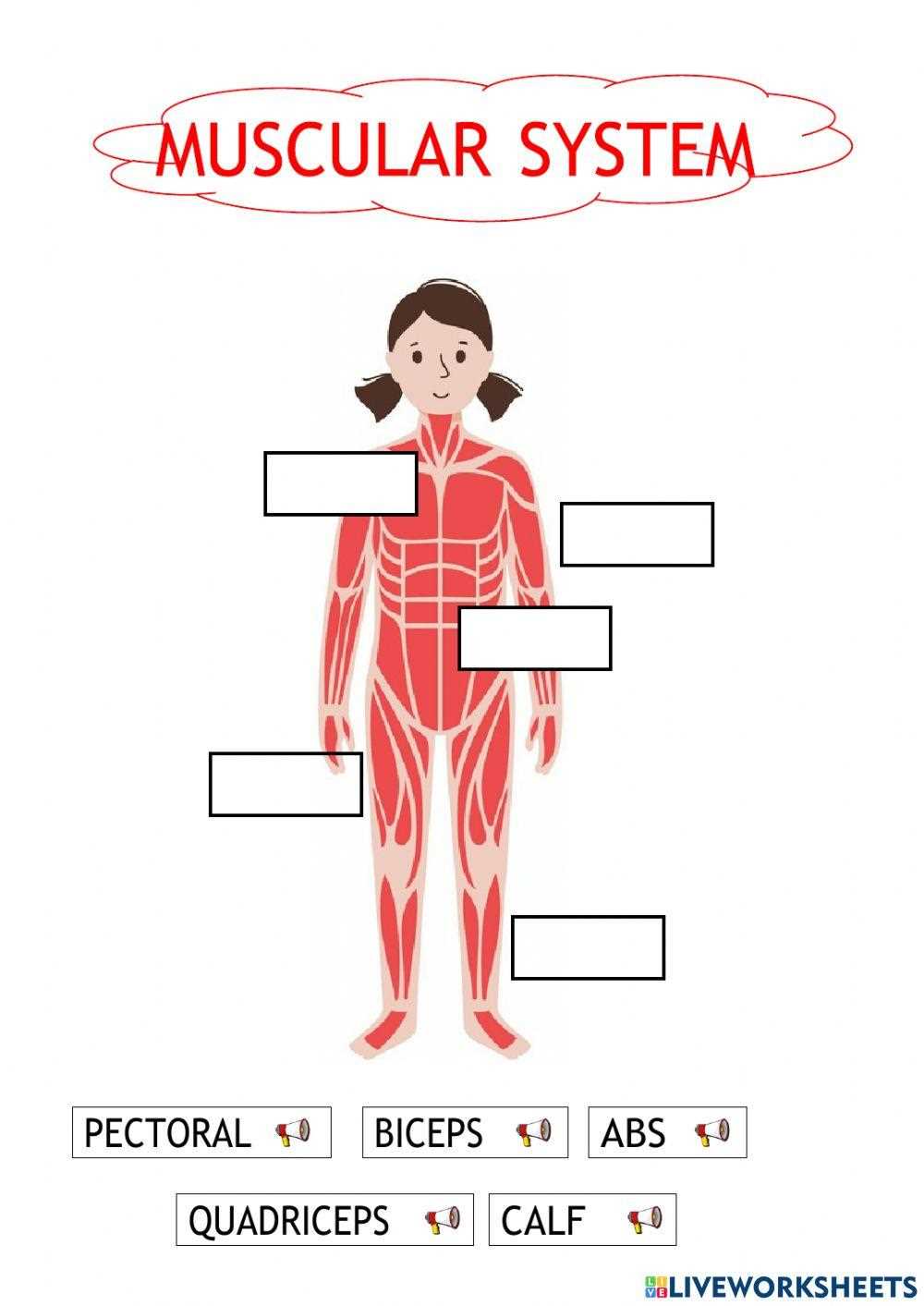 worksheet on muscular system
