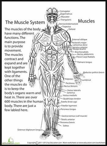 worksheet on muscular system