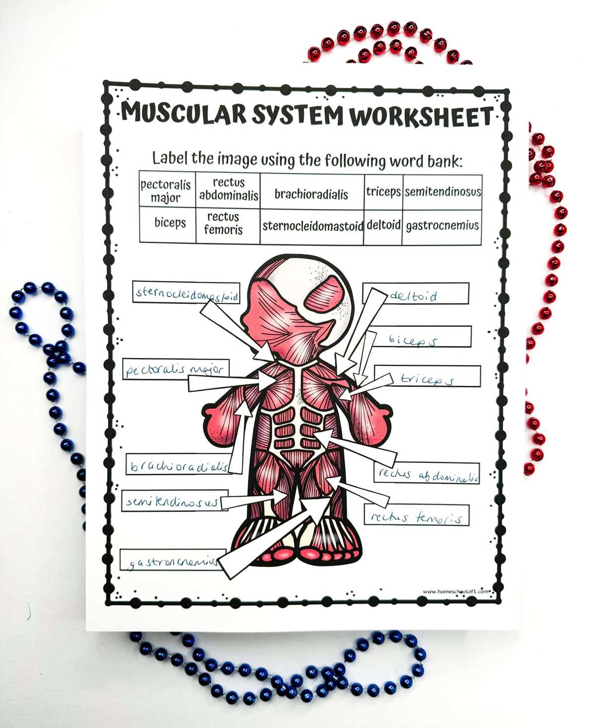 worksheet on muscular system
