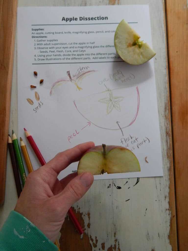 apple diagram worksheet