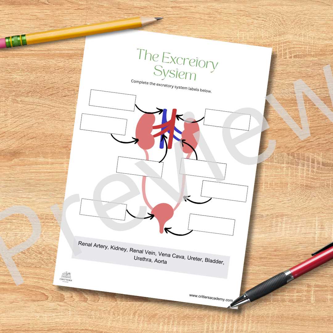 worksheet on excretory system