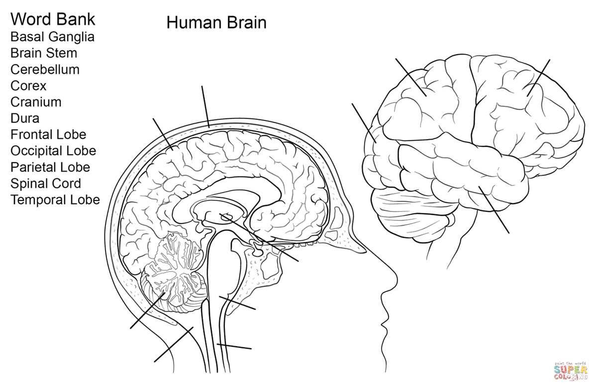 brain label worksheet