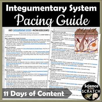 epidermis review worksheet science from scratch