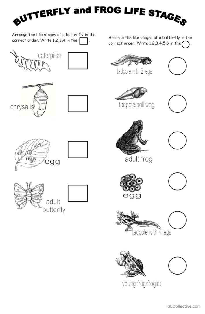 animal life cycle worksheets