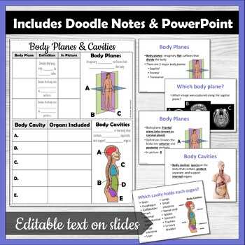 body planes and cavities worksheet body planes and cavities worksheet