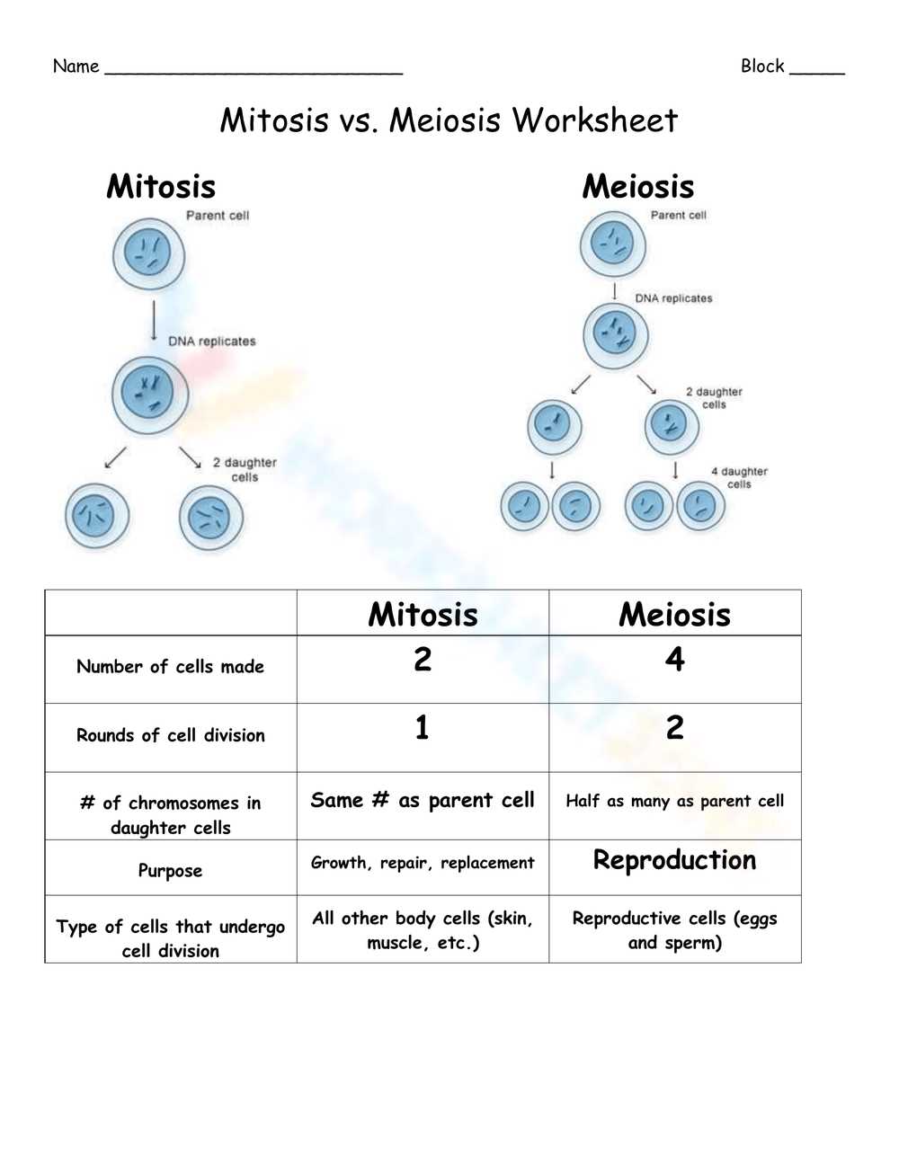 worksheet mitosis and meiosis