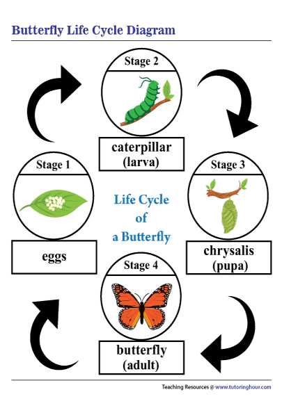 life cycle caterpillar worksheet