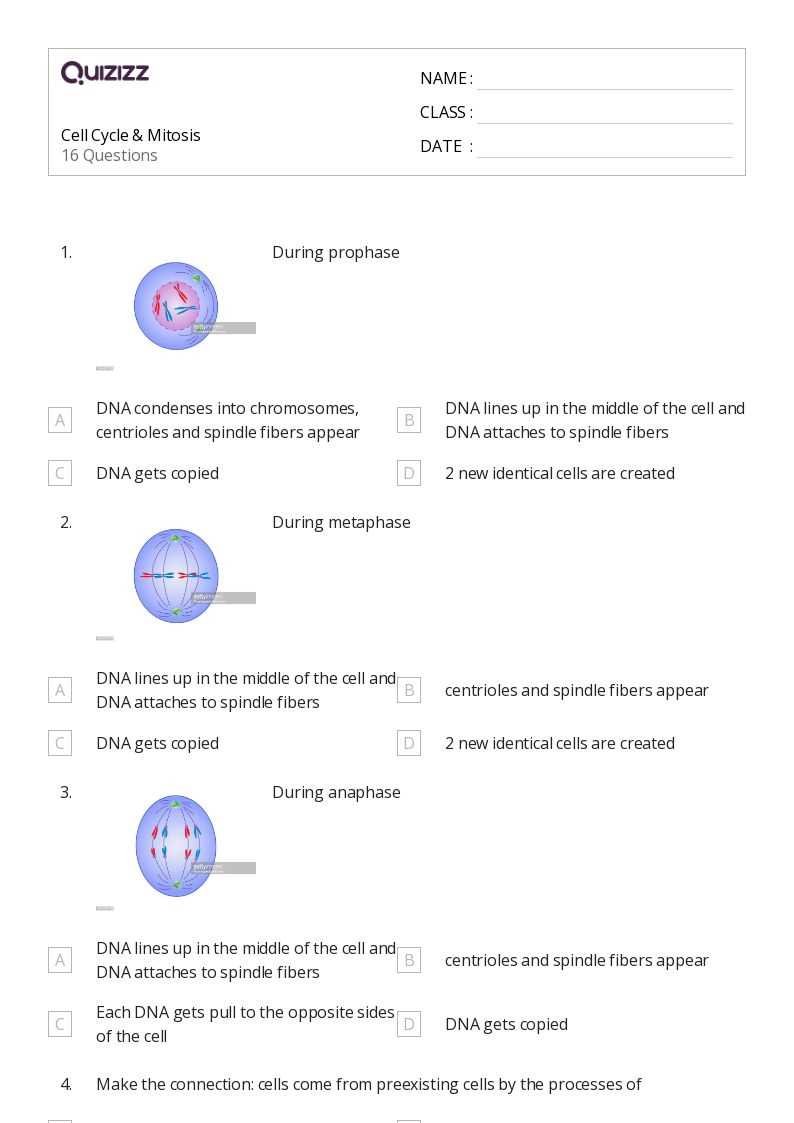 cell cycle mitosis worksheet