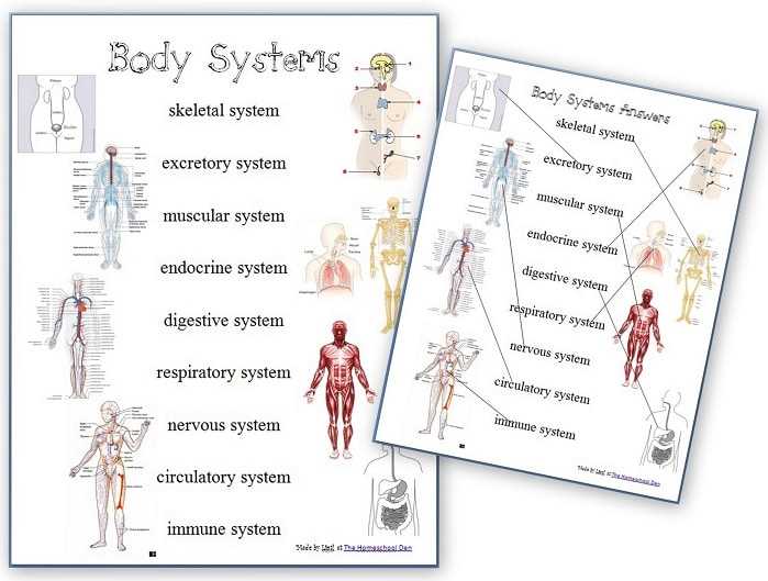 cells tissues organs and organ systems worksheet