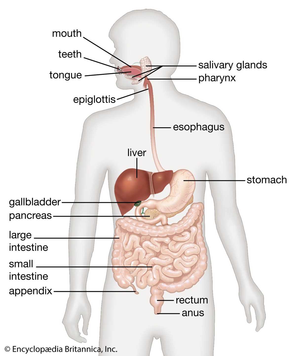 digestive tract diagram worksheet